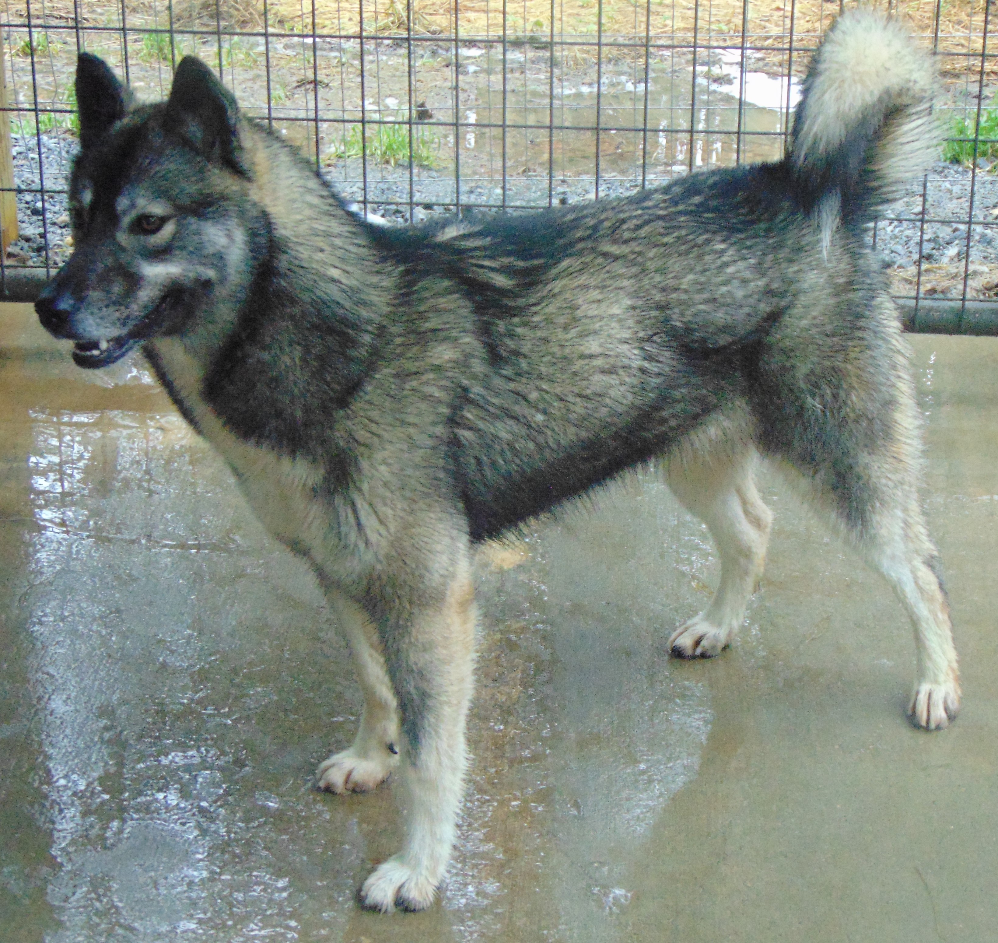 agouti husky