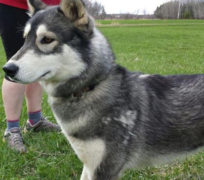 lakoda.jpg